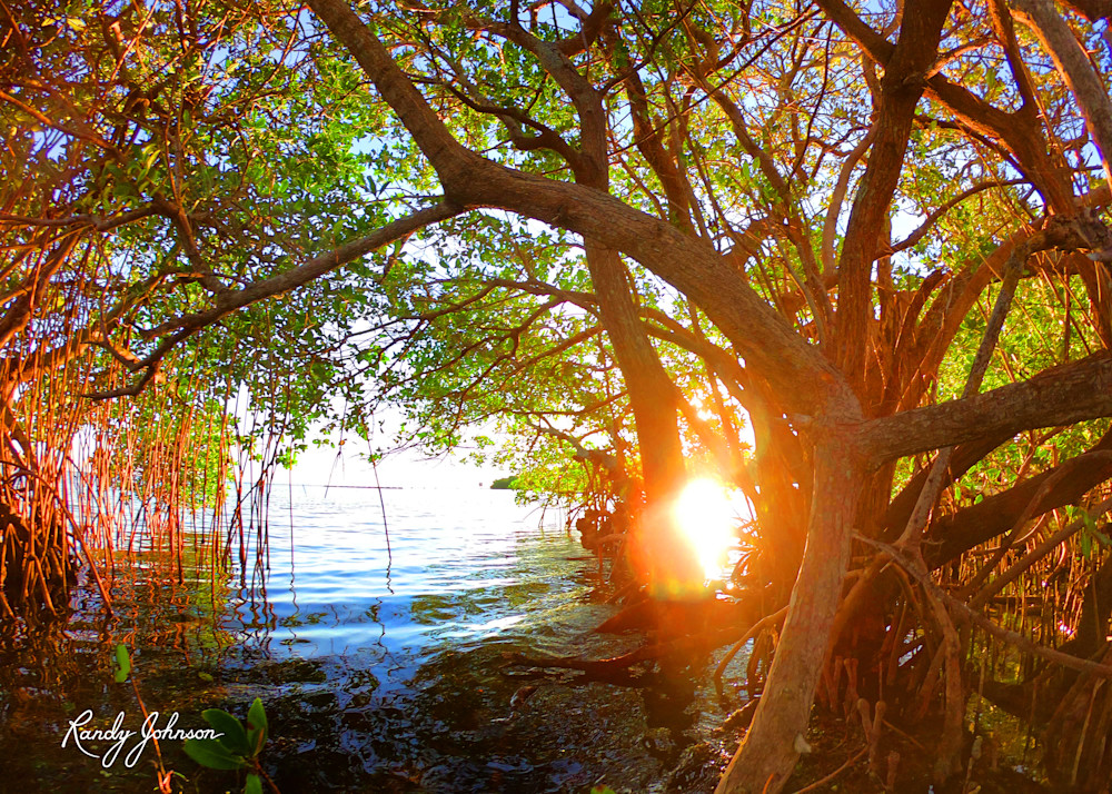 Mangrove Sunset Lattice Art | Randy Johnson Art and Photography