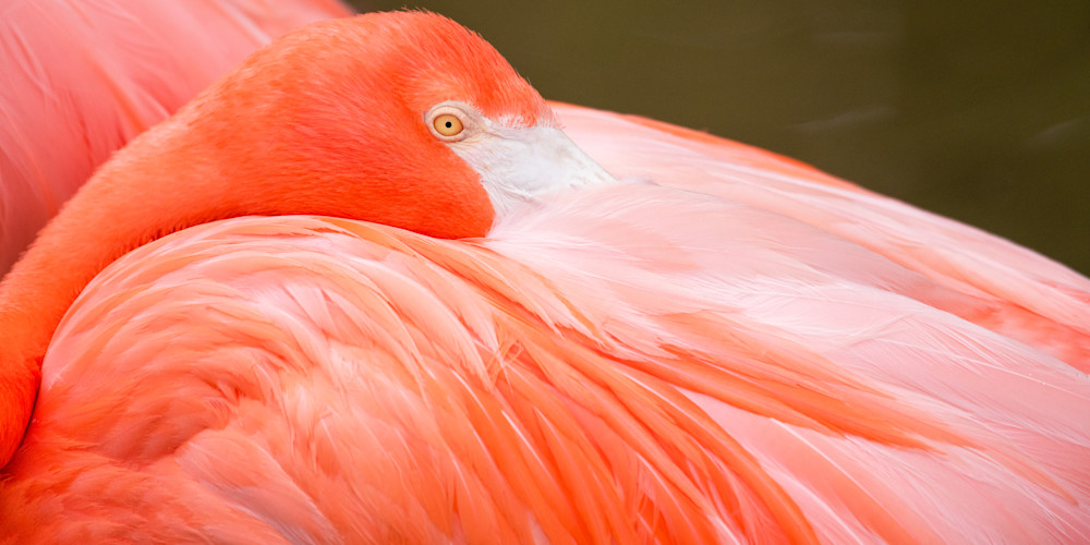 A Resting Flamingo Shares An Array of Pinks Print