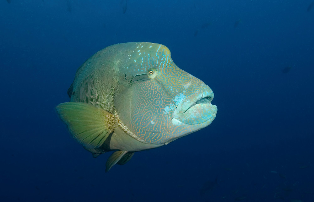 Stunning close-up of a napoleon wrasse.
