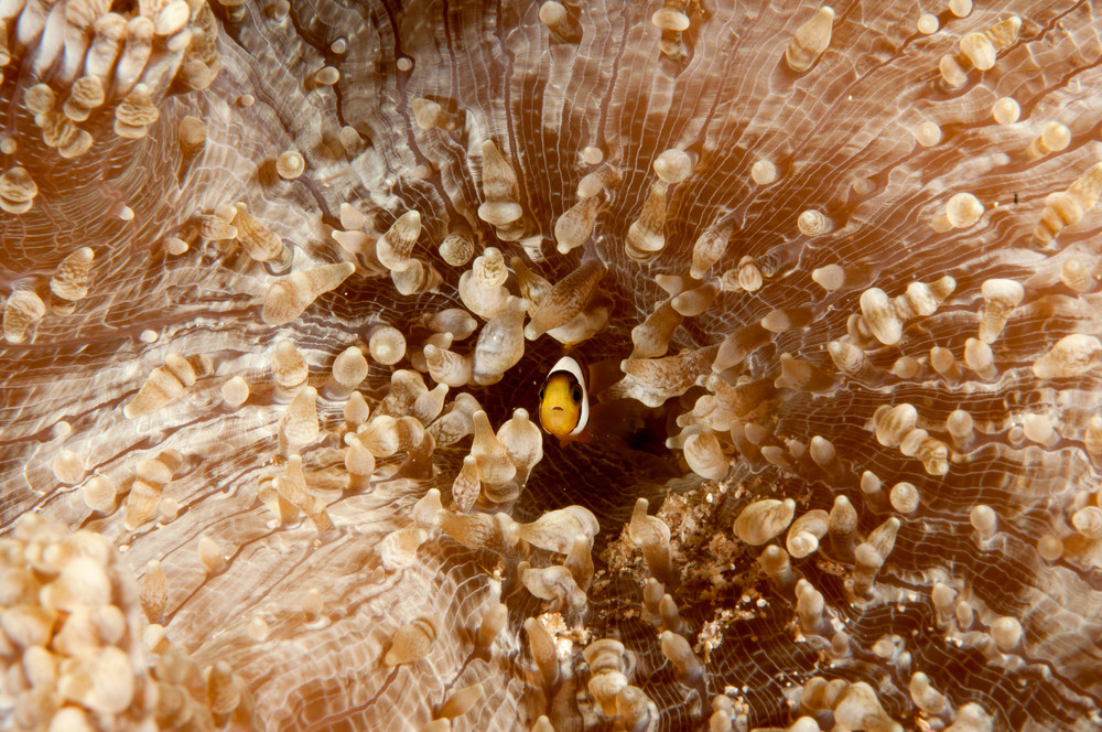 The cutest baby anemone fish photo.