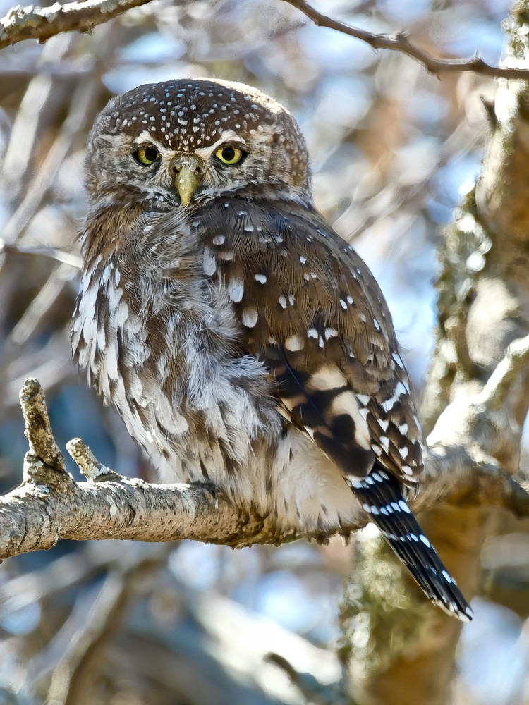 Wildlife Photo Prints: Pearl Spotted Owl, Africa/Jim Grossman Photography