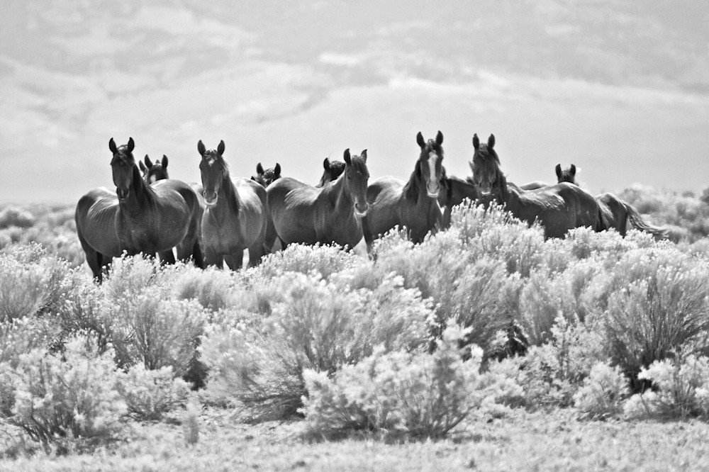 Wild horse herd in black and white print