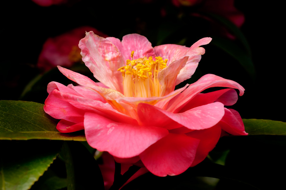 Red Camellia 2 Photography Art | Rick Gardner Photography