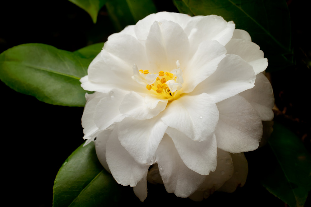 White Camellia Photography Art | Rick Gardner Photography