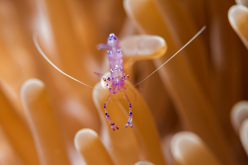 A wonderful little pink shrimp photo.