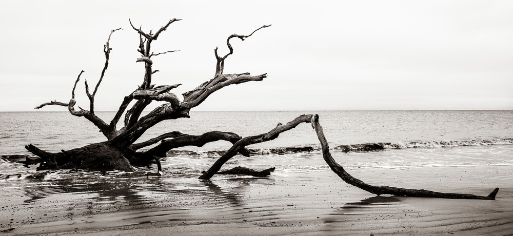 Driftwood Beach skeleton - Jekyll Island fine-art photography prints