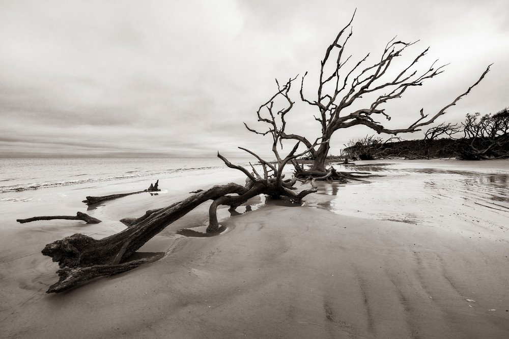 Jekyll Island Boneyard - Driftwood Beach fine-art photography prints