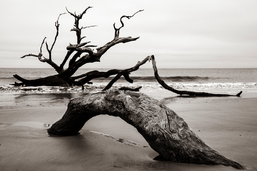 Driftwood Beach Sea Monster - Jekyll Island fine-art photography prints