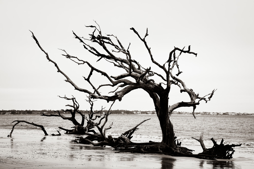 Still Standing - Driftwood Beach fine-art photography prints
