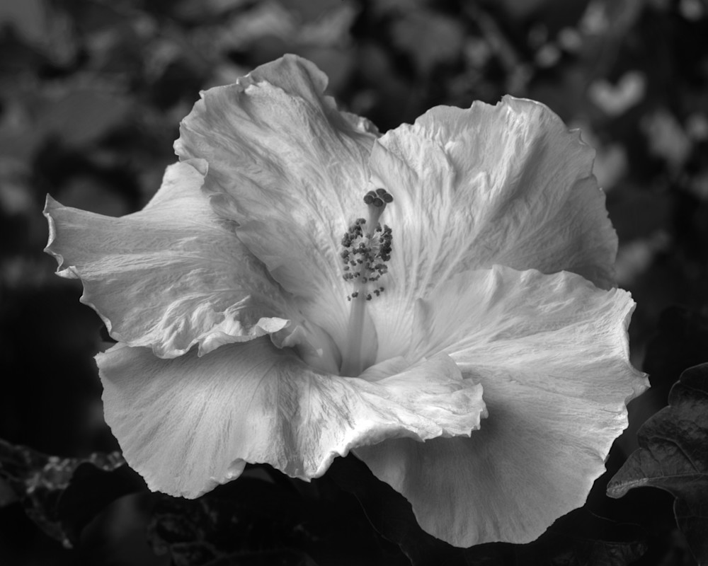 White Hibiscus Photography Art | Rick Gardner Photography