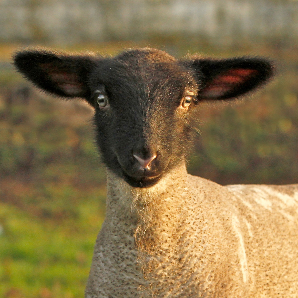 Baby lamb print