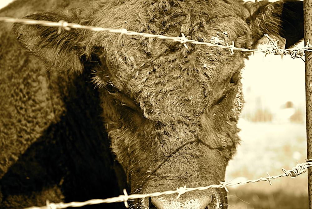 Close up of bull face print 
