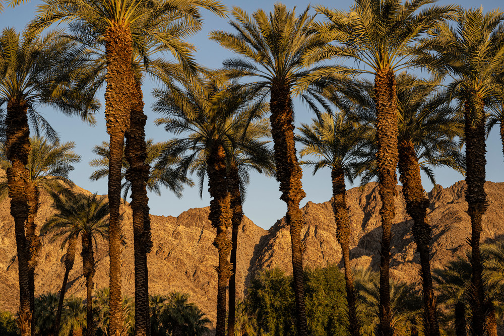 Landscape Photo Prints: Desert palm trees and mountains at sunset.