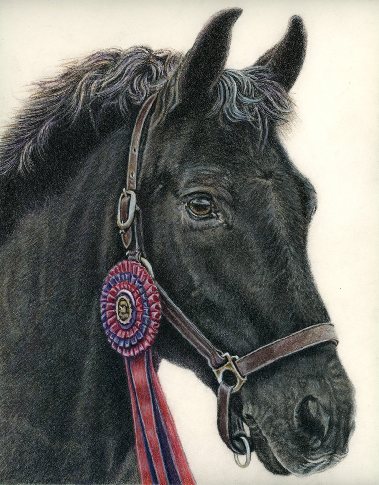 Canadian pony with red ribbon