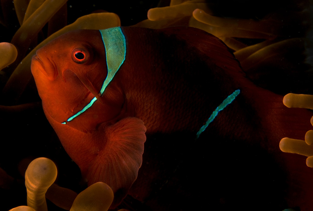 Gorgeous anemone fish photo