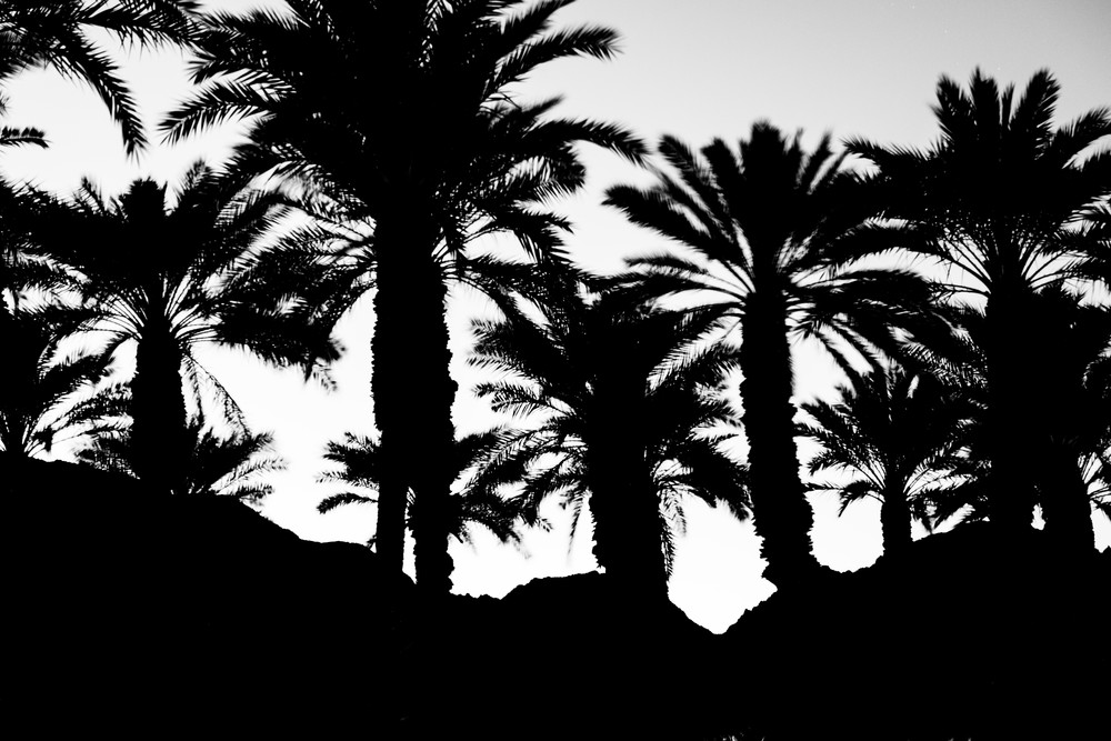 Black & White Landscape Photo: Desert Mts. & Palm Trees/Jim Grossman Photos