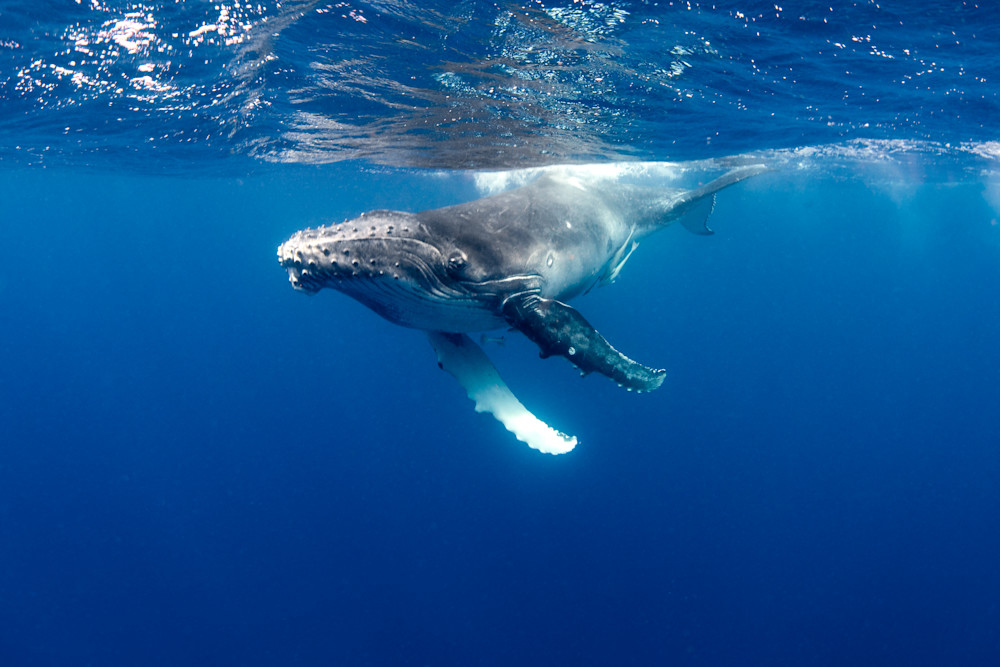 Juvenile Humpback 1 is part of a series of underwater photographs of baby whales available for sale as fine art.