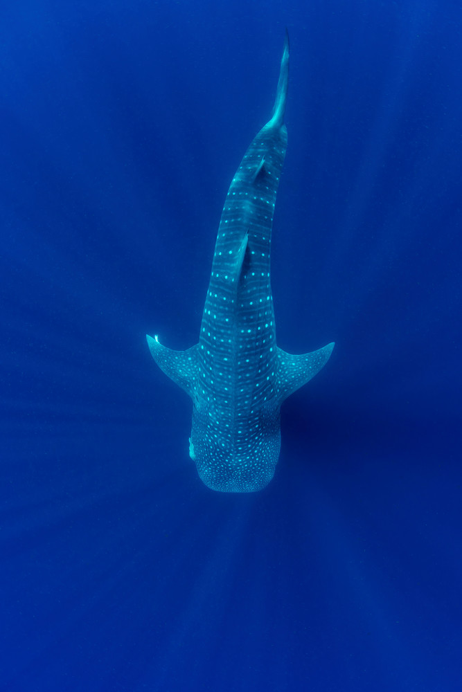 A beautiful whale shark photo.