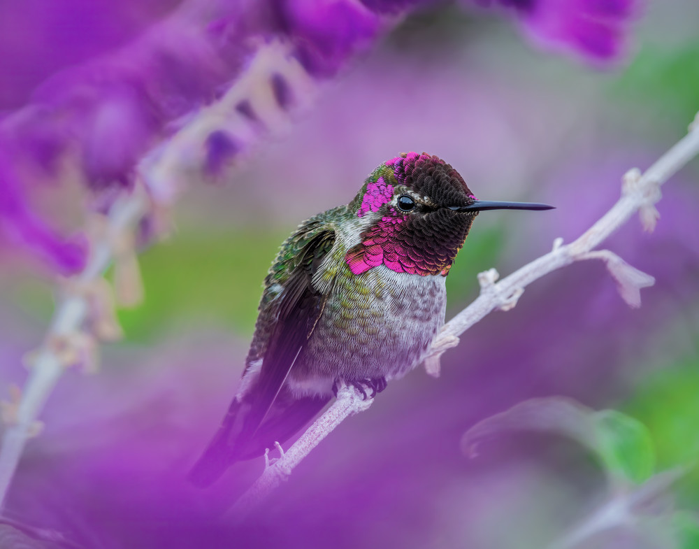 Male Anna's Hummingbird.