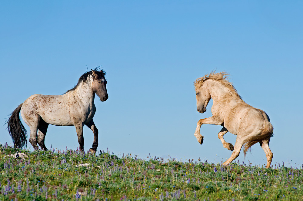 Wild Mustang dominance behavior between stallions.  
