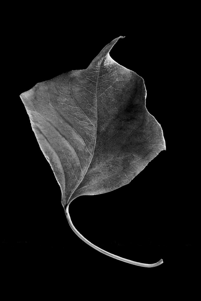 Chinese Tallow Leaf Photography Art | Rick Gardner Photography