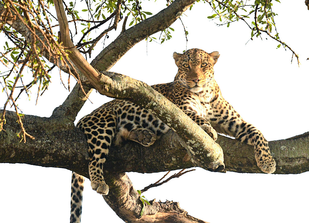Leopard In Tree  Art | Drivdahl Creations