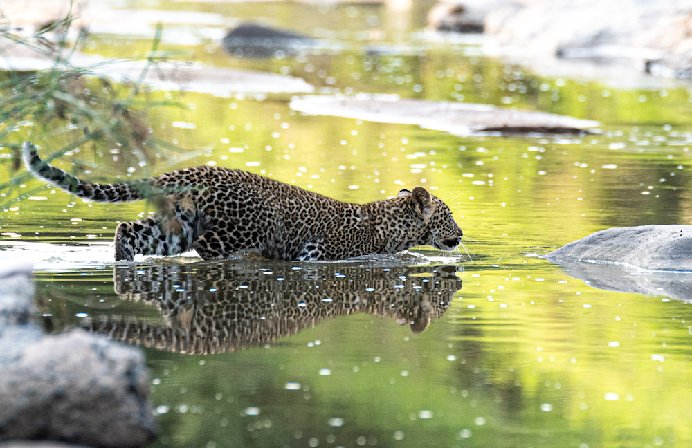 Leopard Cub In Water Art | Drivdahl Creations
