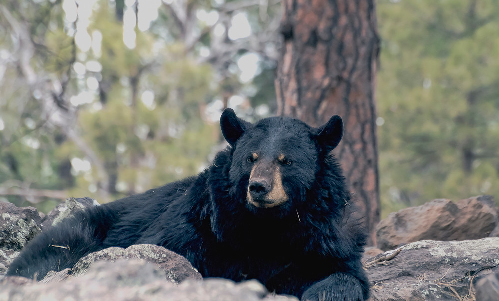 Black Bear Resting In Rocks  Photography Art | Great Wildlife Photos, LLC
