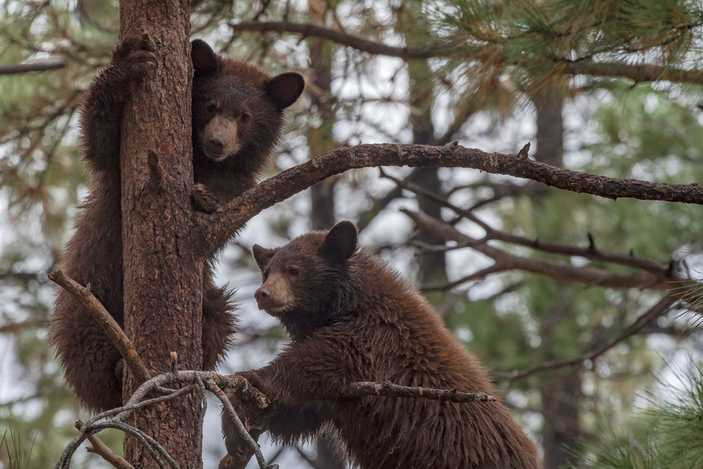 Two Black Bear Cubs In Tree  Photography Art | Great Wildlife Photos, LLC