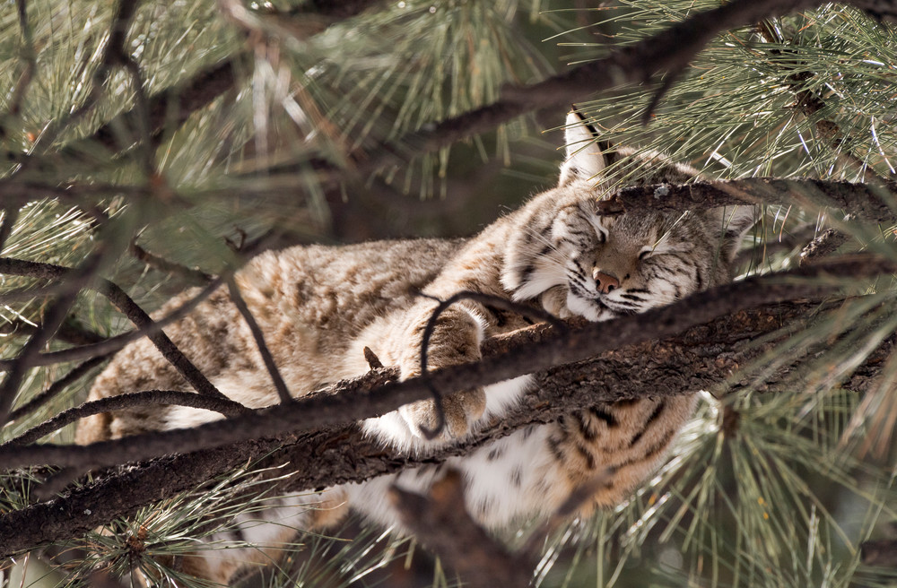 Bobcat Napping In Tree  Photography Art | Great Wildlife Photos, LLC