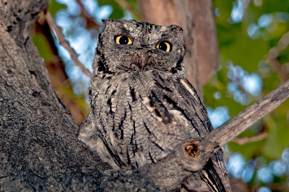 Screech Owl Watching  Photography Art | Great Wildlife Photos, LLC