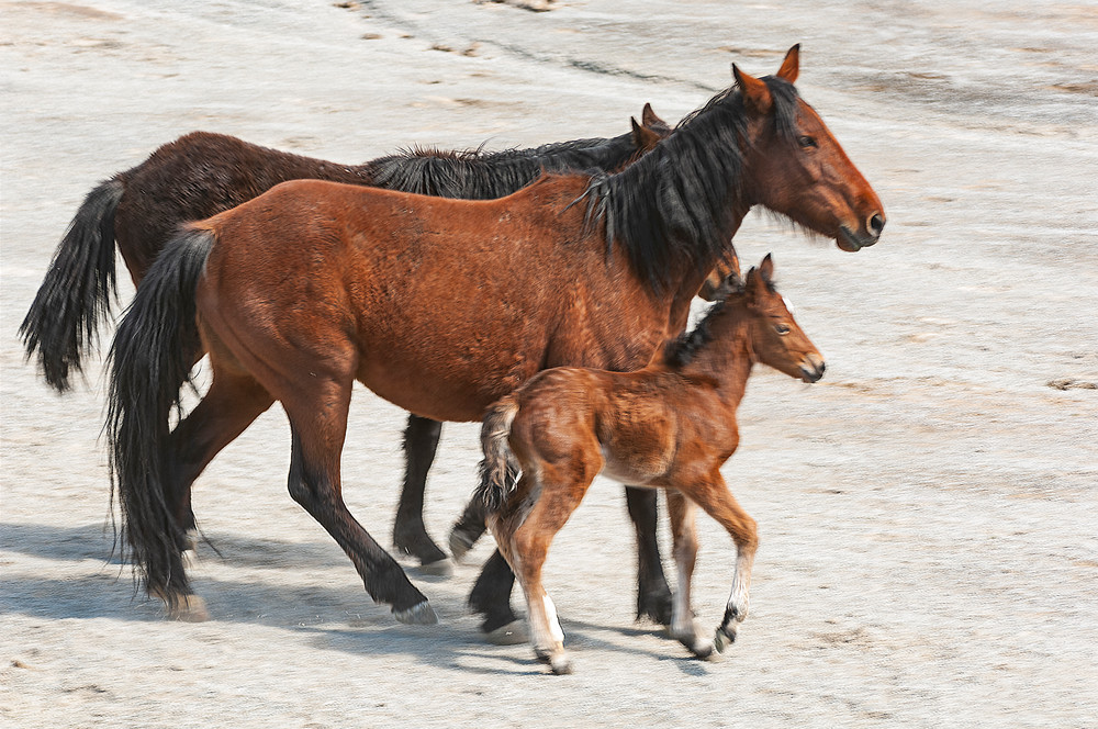 Herd With Newborn Photography Art | Great Wildlife Photos, LLC
