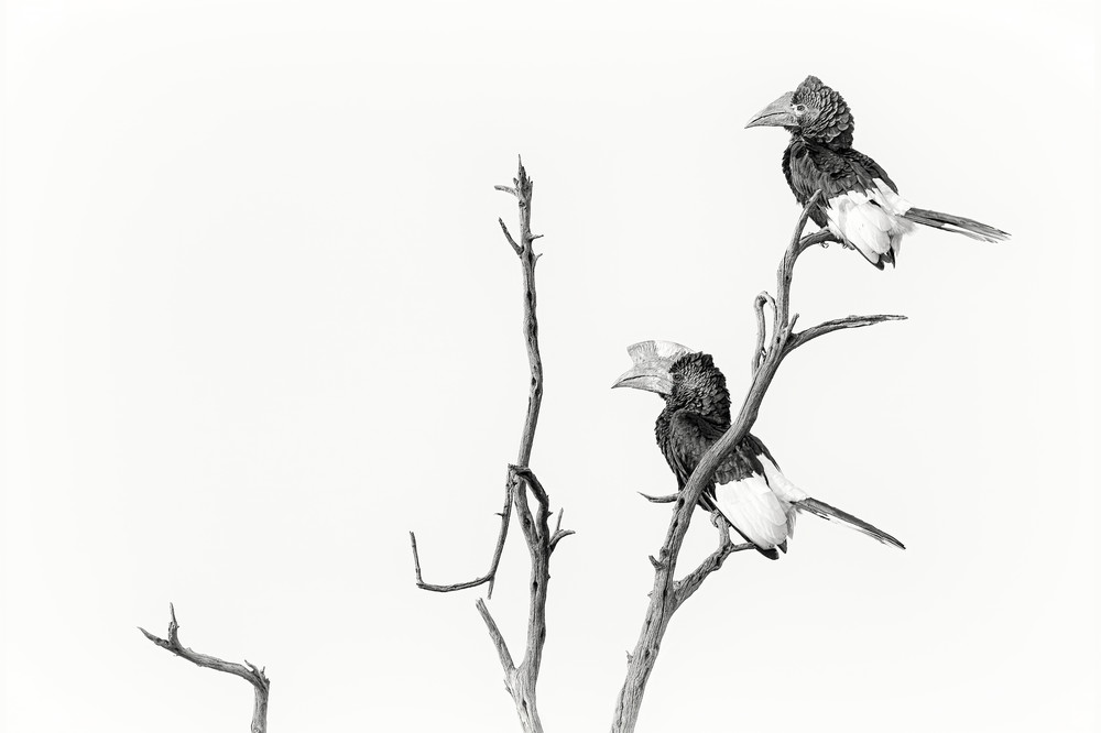 Awesome African hornbills in black & white photo.