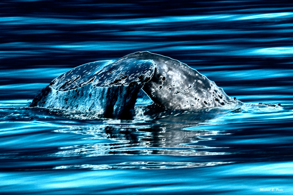 Whale Tail Photography Art | Pacific Coast Photo