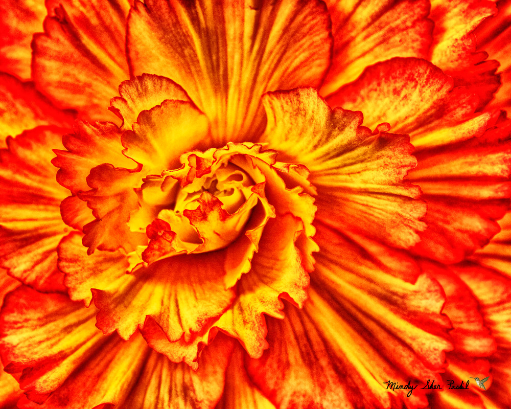 Orange Photography Art | Mindy Fine Art Photography