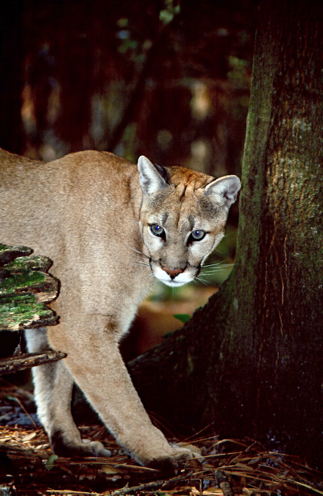 Stealthy Lion Photography Art | Great Wildlife Photos, LLC