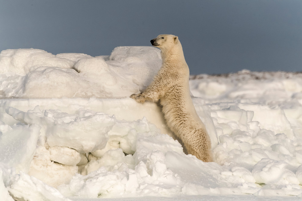Polar Bear Looking Over Ice Flow Photography Art | Great Wildlife Photos, LLC