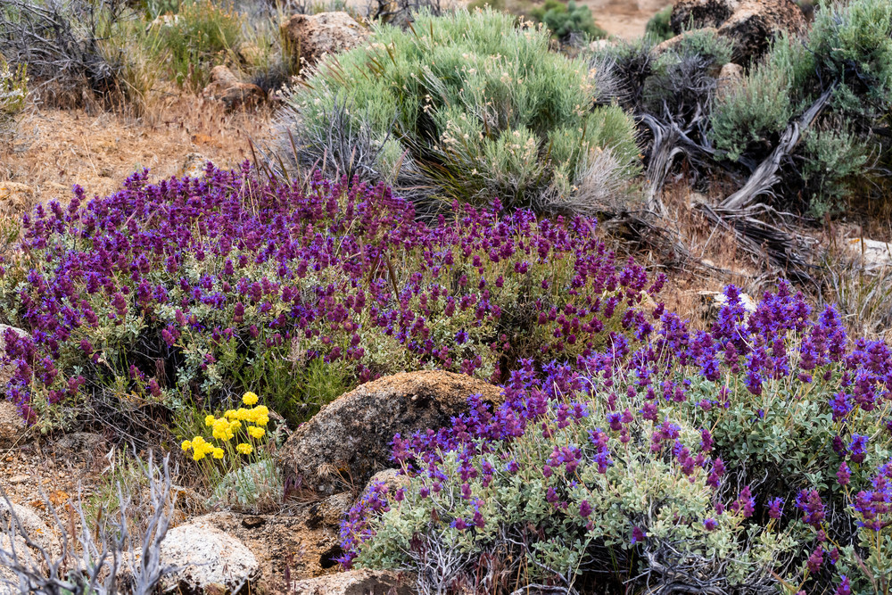 Nevada Purple Sage Blooming Photography Art | Great Wildlife Photos, LLC