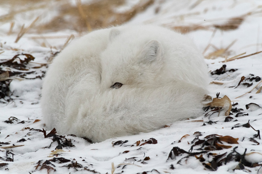 Arctic Fox Sleeping Photography Art | Great Wildlife Photos, LLC