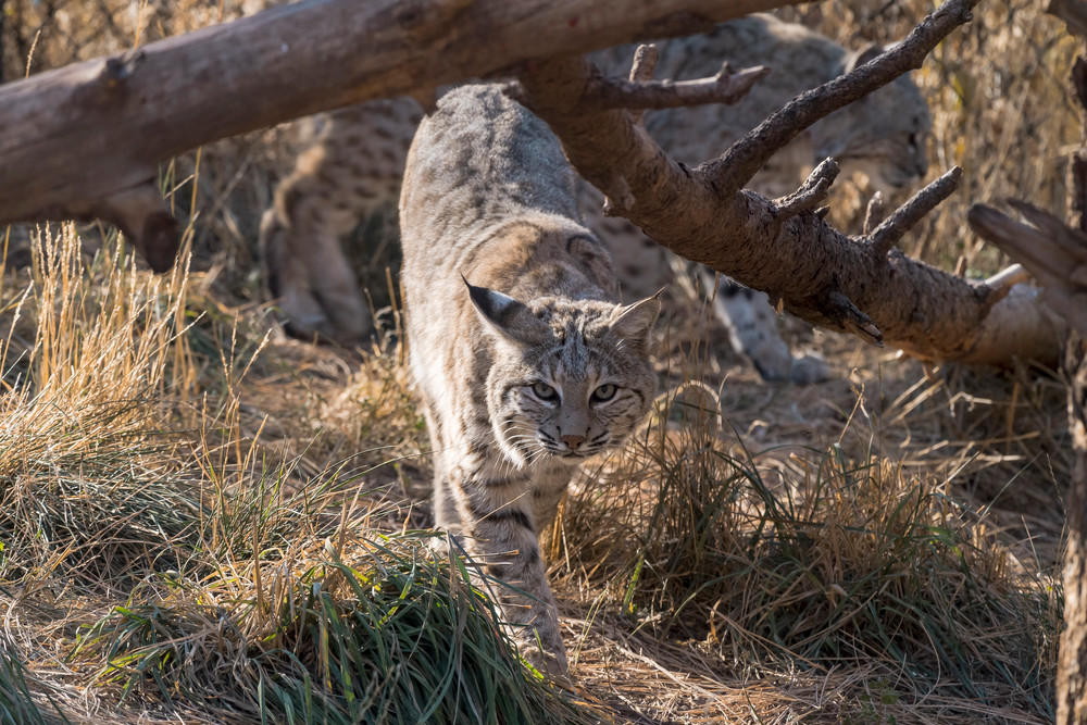 Bobcat Approaching Photography Art | Great Wildlife Photos, LLC
