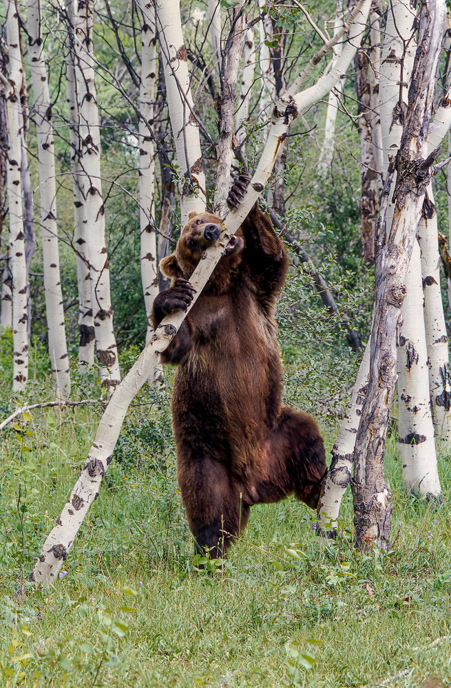 Grizzly Toothpick Photography Art | Great Wildlife Photos, LLC