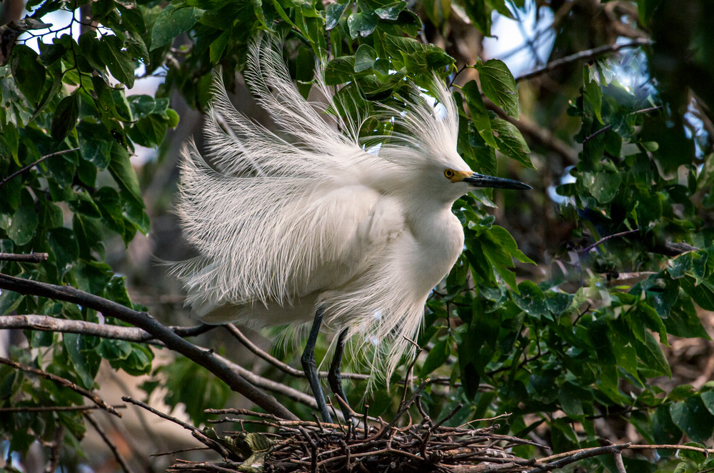 Snowy Egret Breeding Display Photography Art | Great Wildlife Photos, LLC