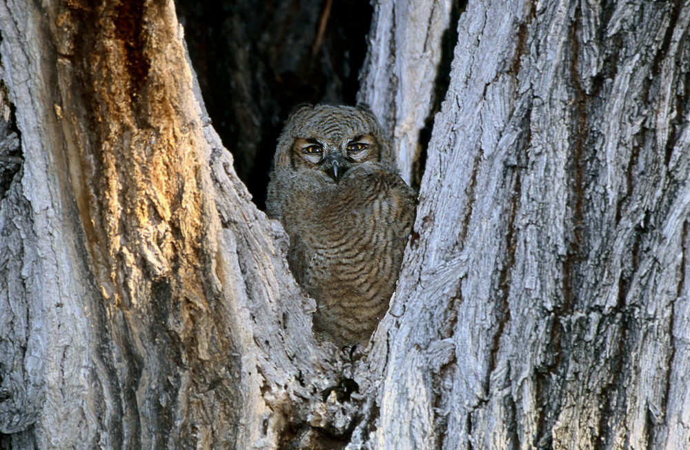 Owl Chick In Cottonwood  Photography Art | Great Wildlife Photos, LLC