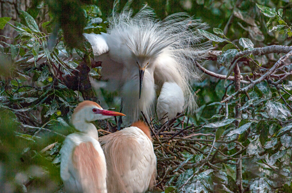 Woods Apparition Photography Art | Great Wildlife Photos, LLC