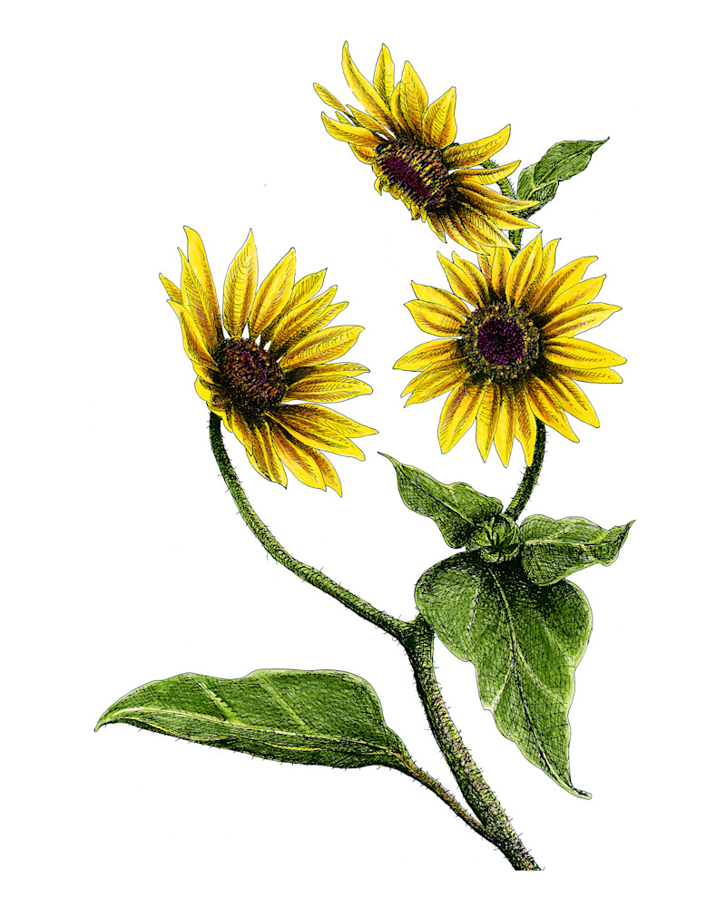 Sunflowers Art | Greg Lewallen