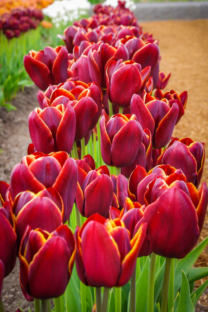 Row of Red Tulips