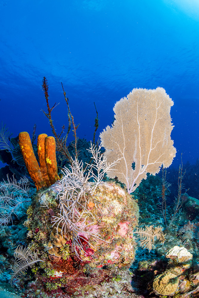 Caribbean Reef is a fine art photograph created underwater in the ocean and is available for sale.
