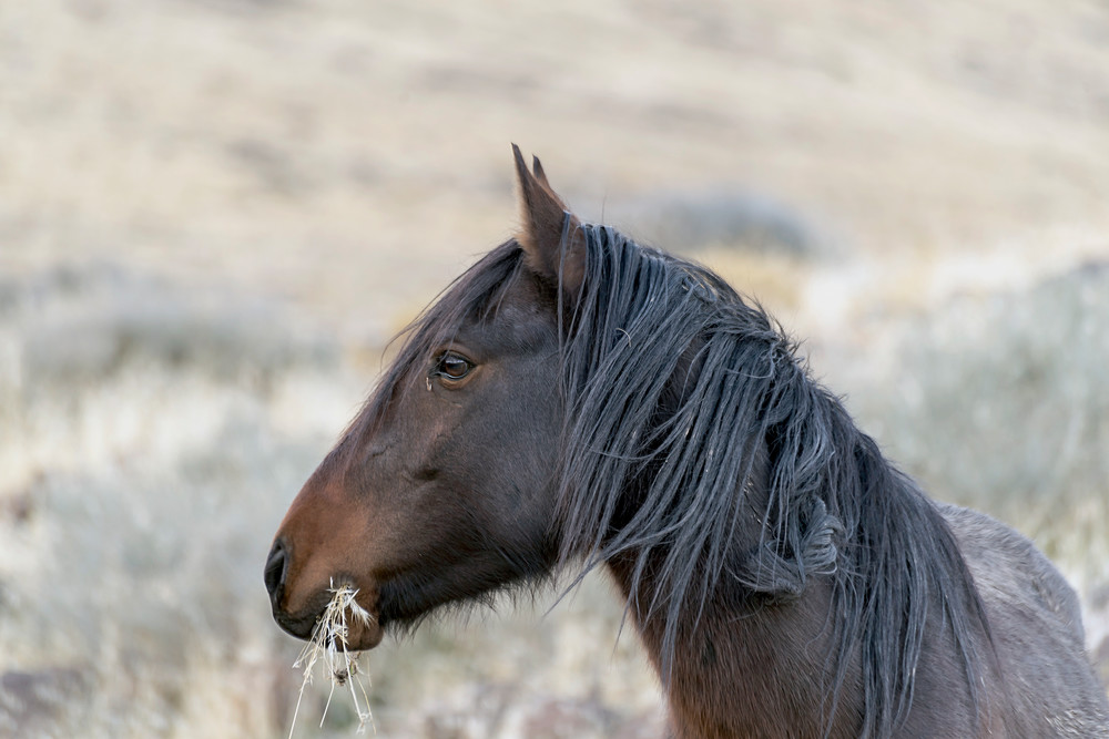 Stallion Profile Photography Art | Great Wildlife Photos, LLC