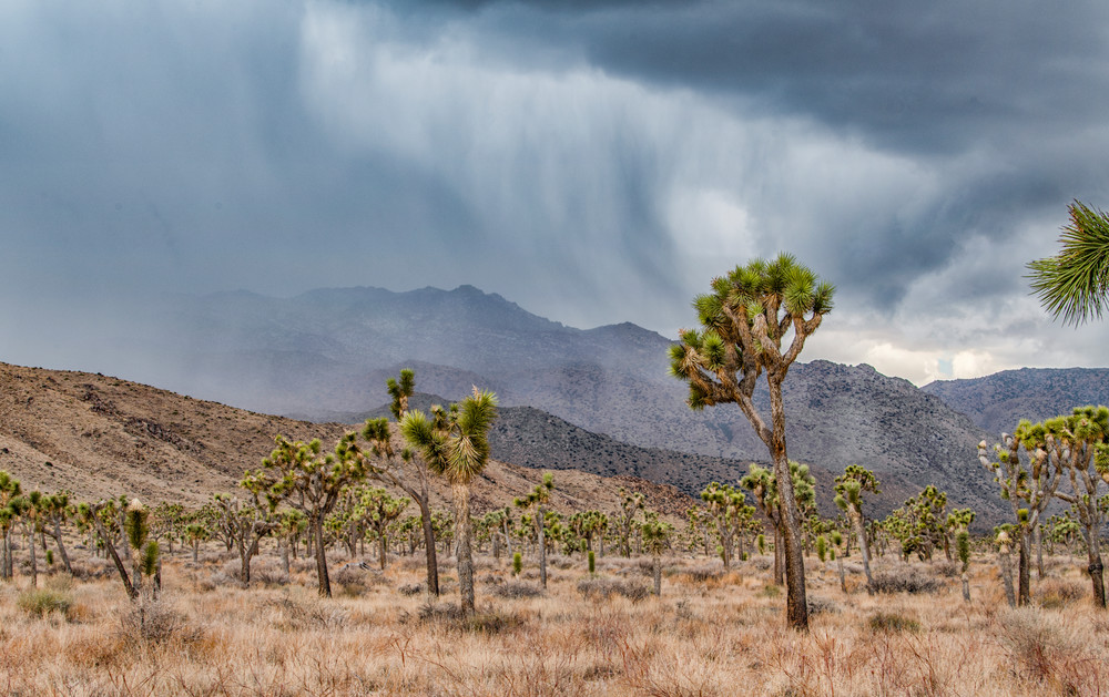 Joshua Trees Approaching Storm Art | Michael Blanchard Inspirational Photography - Crossroads Gallery
