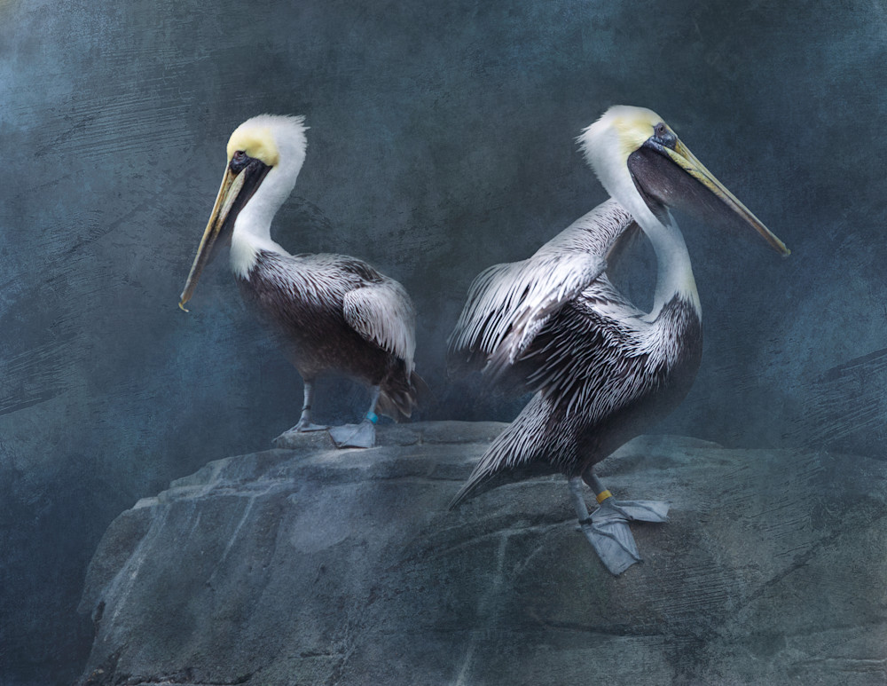 Brown Pelicans on Textured Background